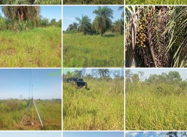 Fazenda - 500 alq. - Presidente Prudente - SP