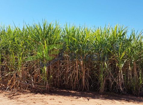 IMG-20170711-WA0006 - Cópia