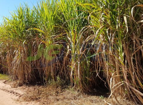 IMG-20170711-WA0009 - Cópia