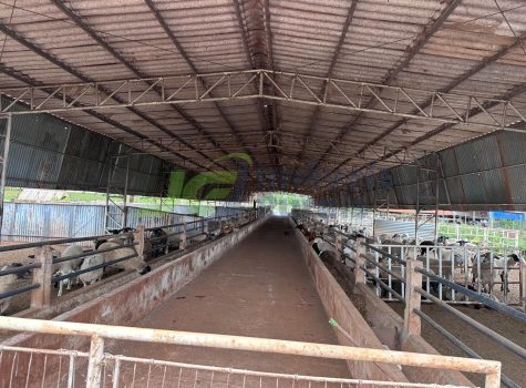 Sitio - 38 Alq. - Riolândia- 03