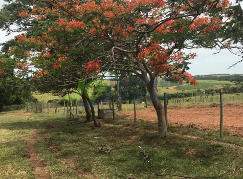 Sitio - 7,97 Alq. - S.J. do Rio Preto - SP